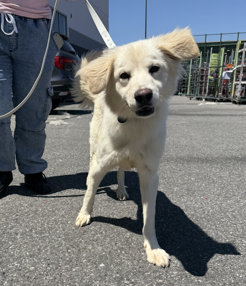 Sunny, an adoptable Retriever in Brooklyn, NY