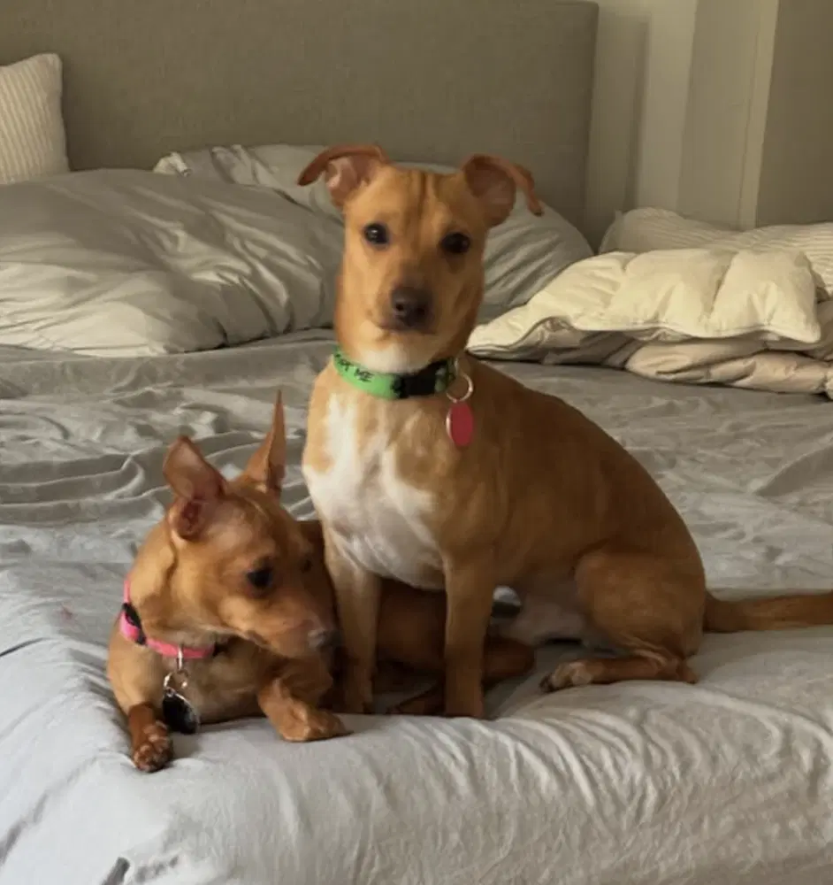 Bell And Taco Bonded Paid - Chihuahua