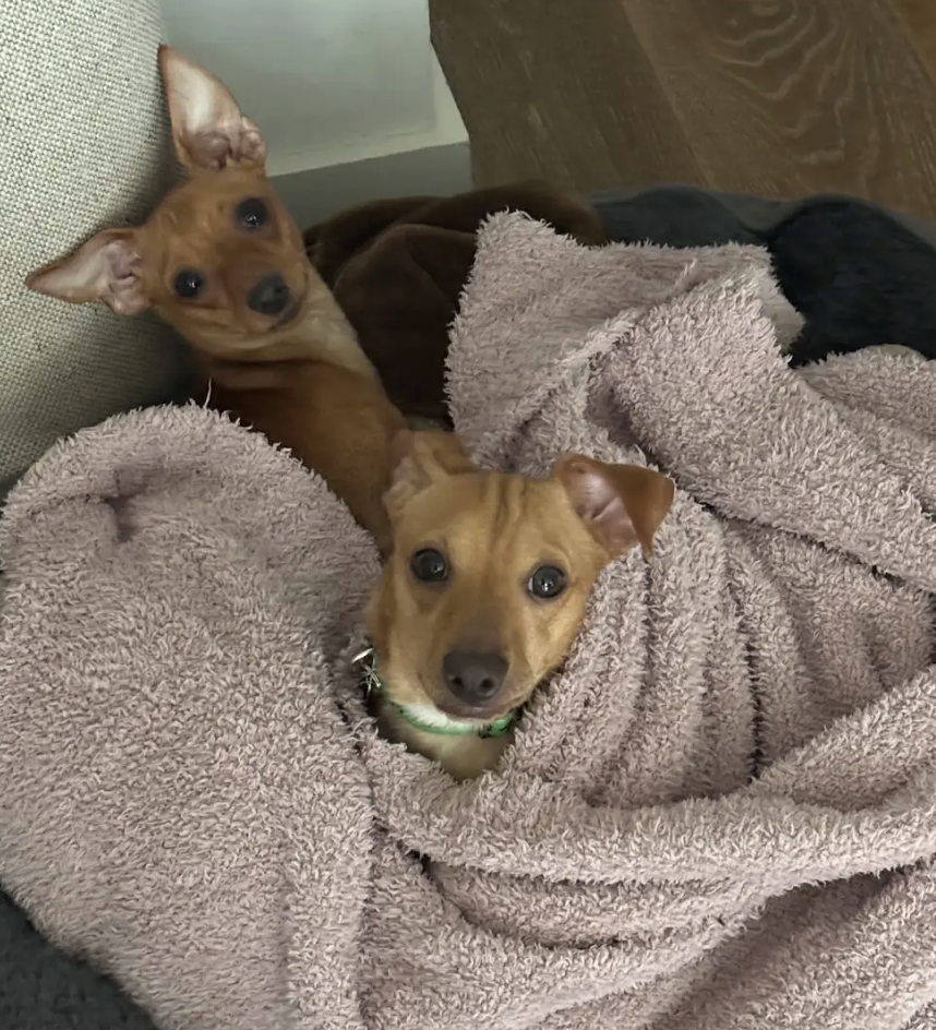 Bell and Taco