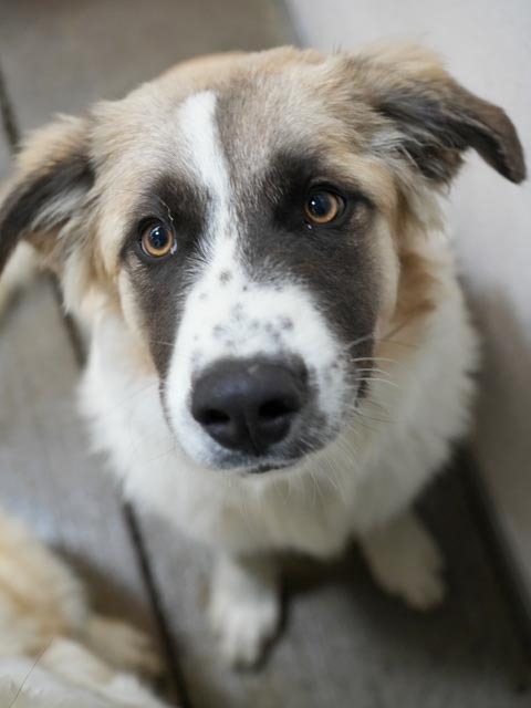 Hogan, an adoptable Great Pyrenees in Brooklyn, NY