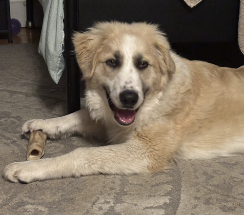 Hulk, an adoptable Great Pyrenees in Brooklyn, NY