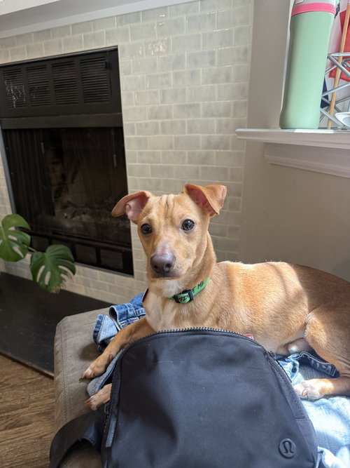 Taco, an adoptable Chihuahua in Brooklyn, NY