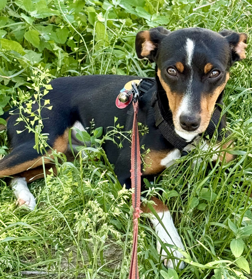 Prada, an adoptable Miniature Pinscher in Brooklyn, NY