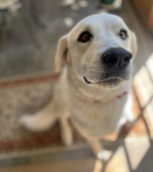 Sierra, an adoptable Great Pyrenees in Brooklyn, NY