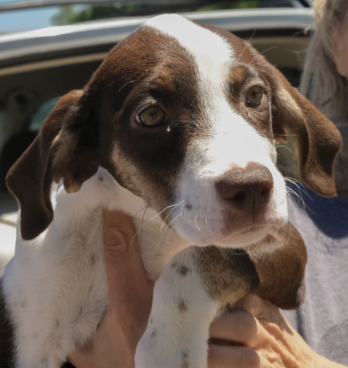 Nova