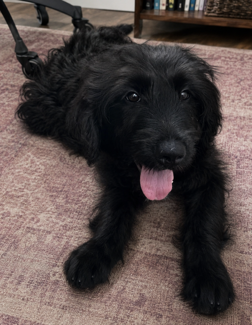 Noby, an adoptable Poodle in Brooklyn, NY
