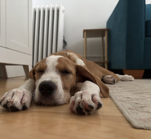 Hart, an adoptable Terrier in Brooklyn, NY