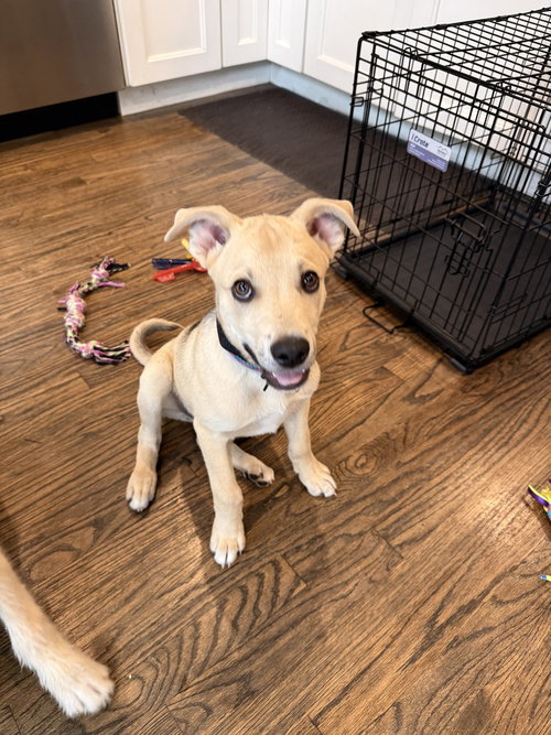 Robinson, an adoptable Husky in Brooklyn, NY