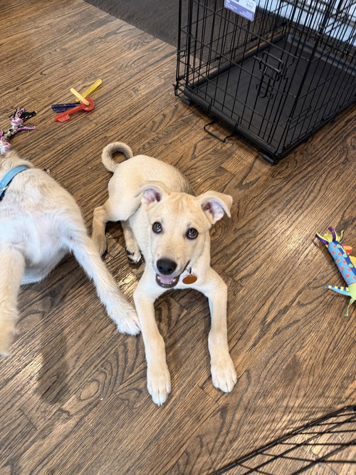 Robinson, an adoptable Husky in Brooklyn, NY