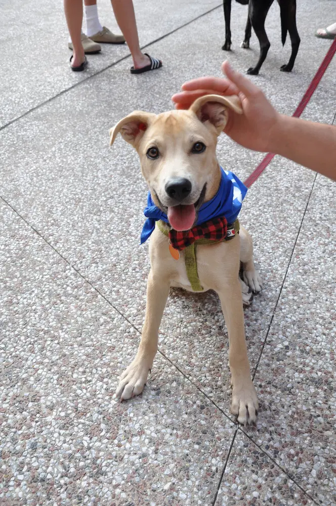 Robinson - Husky