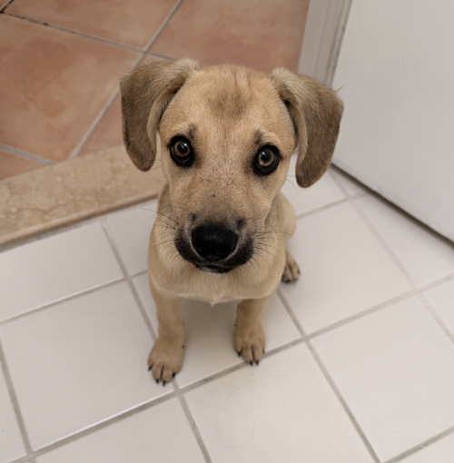 Bridges, an adoptable Shepherd in Brooklyn, NY