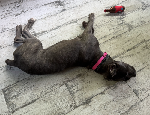 Cora photo 2