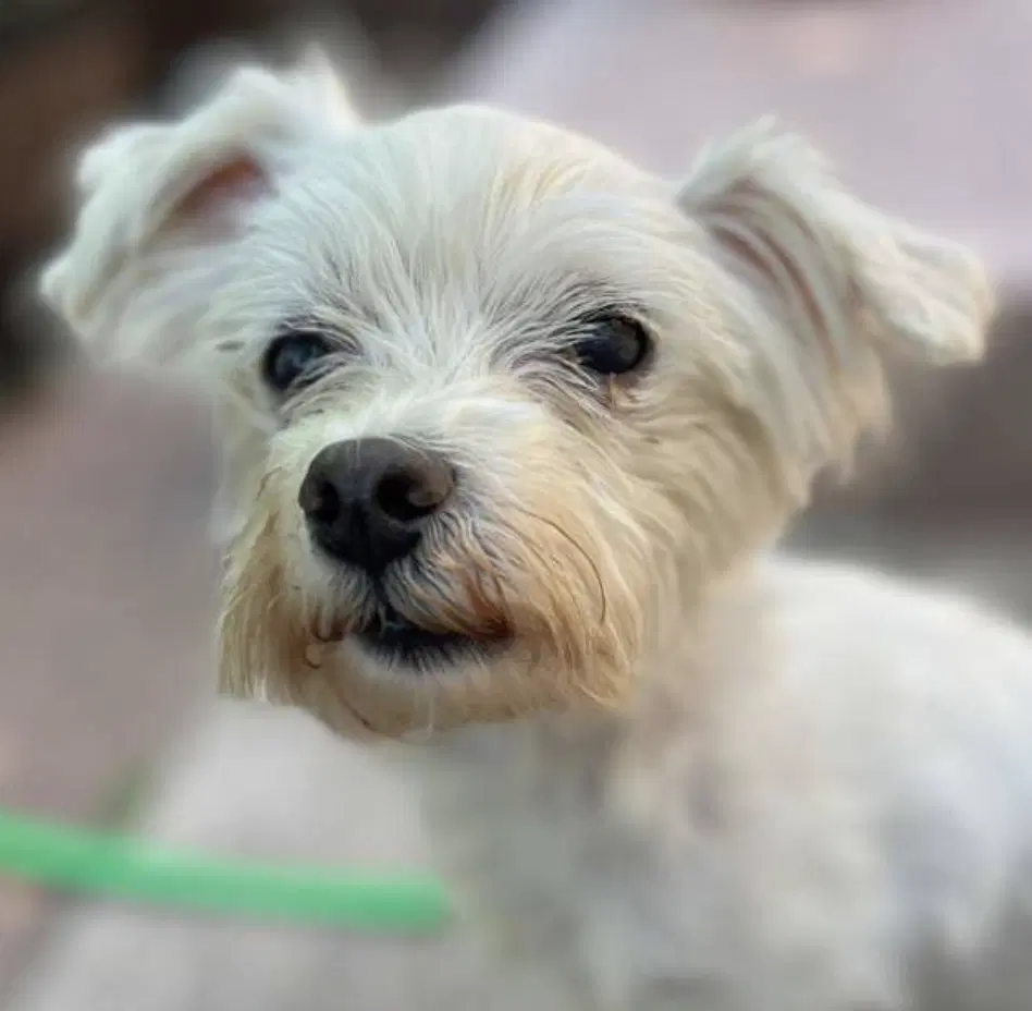 Bing Bong - Terrier