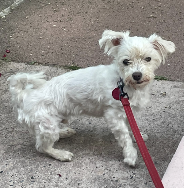 Bing Bong
