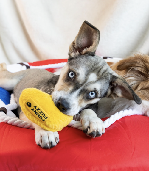 Madison, an adoptable Husky in Brooklyn, NY