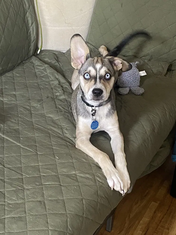 Madison - Husky