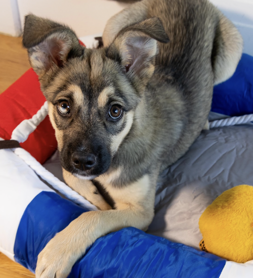 Kat, an adoptable Husky in Brooklyn, NY