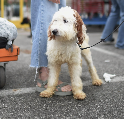Yankee Doodle, an adoptable Poodle in Brooklyn, NY