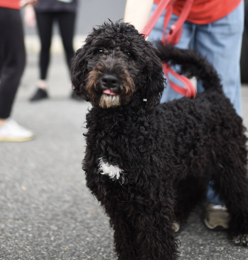 Stars, an adoptable Poodle in Brooklyn, NY