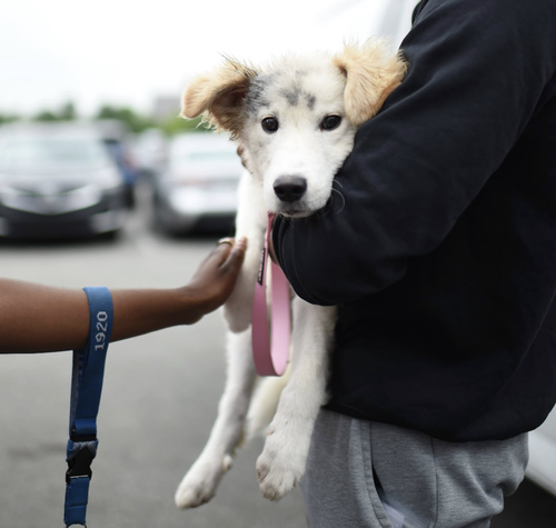 Patriot, an adoptable Great Pyrenees in Brooklyn, NY