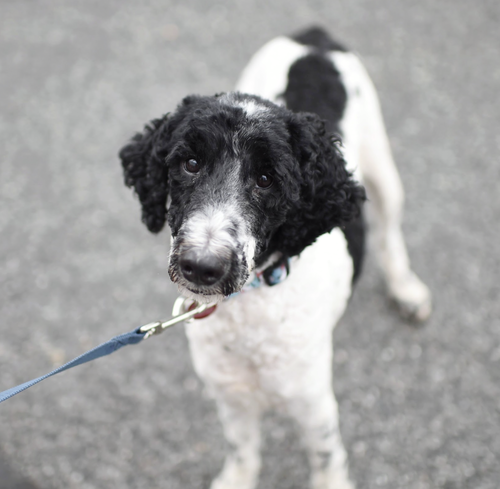 Liberty, an adoptable Poodle in Brooklyn, NY