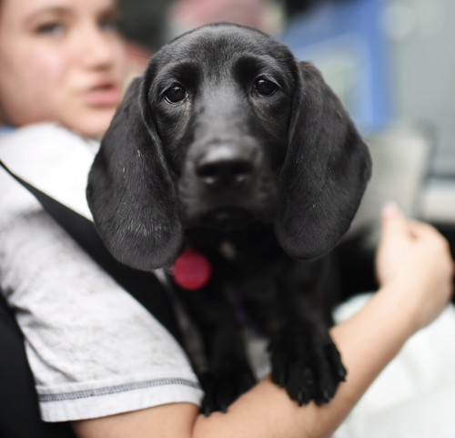 Glory, an adoptable Labrador Retriever in Brooklyn, NY