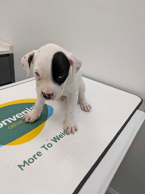 Milano, an adoptable Terrier in Brooklyn, NY