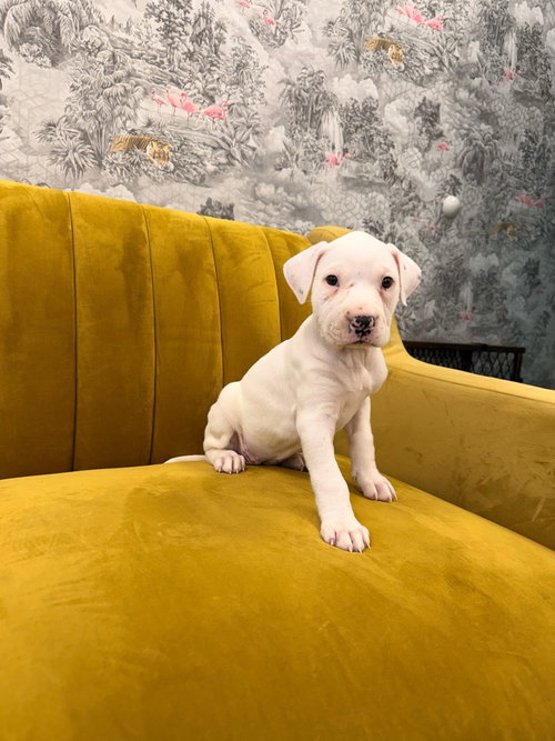Biscotti, an adoptable Terrier in Brooklyn, NY