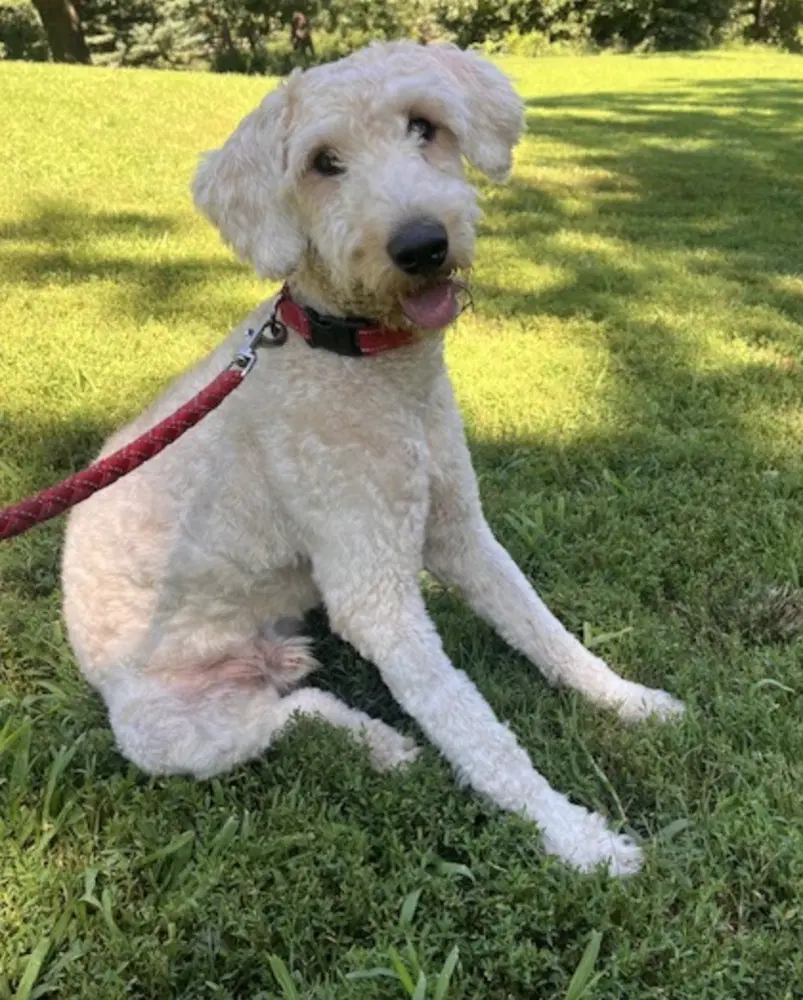 Wally - Golden Retriever
