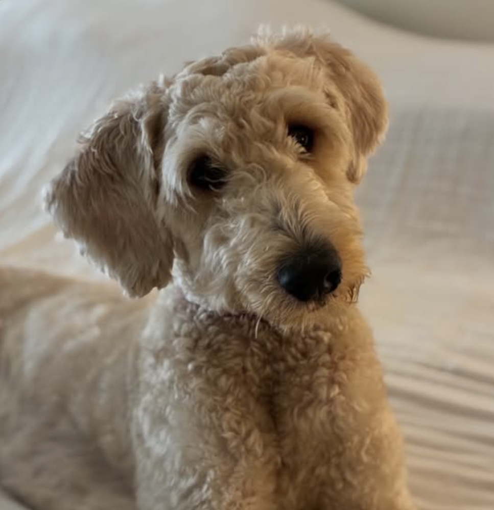 Wally, Poodle (Standard)