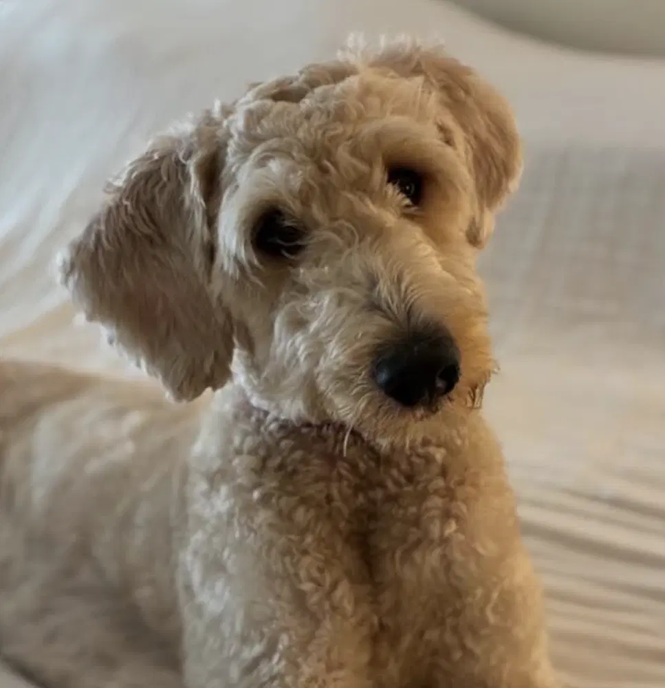 Wally - Poodle (Standard)
