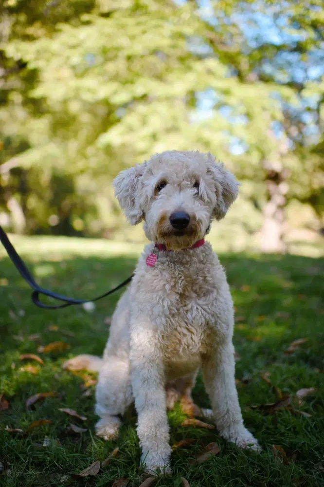 Wally - Poodle