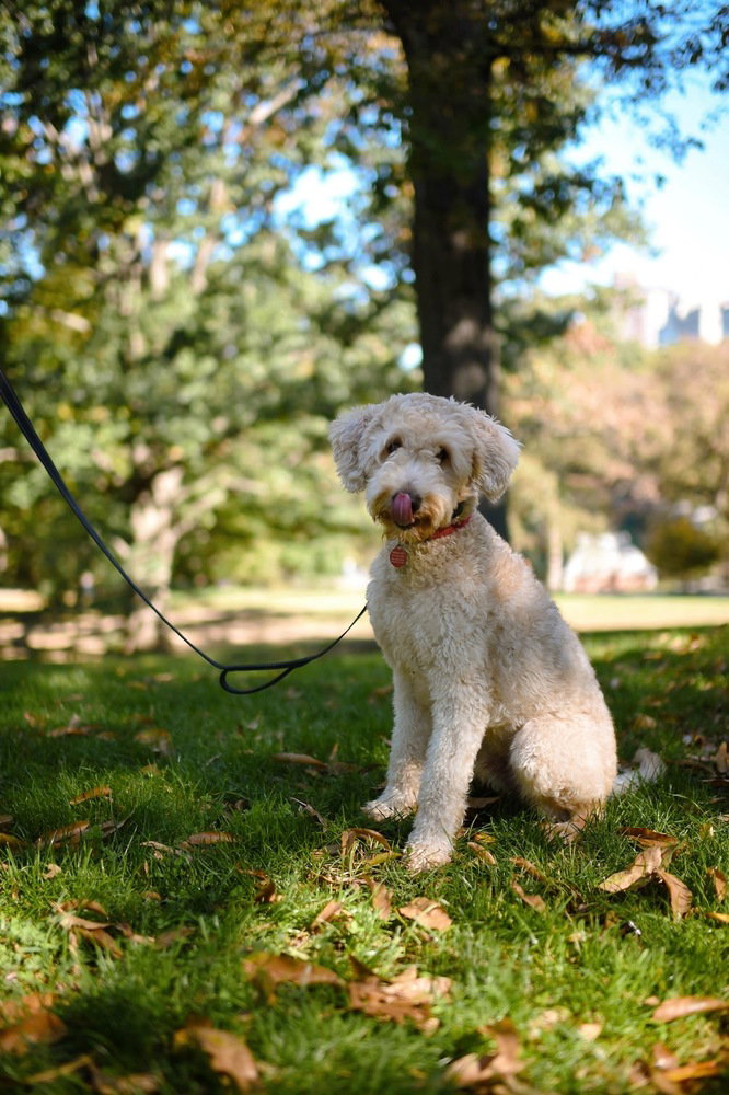 Wally, photo 4