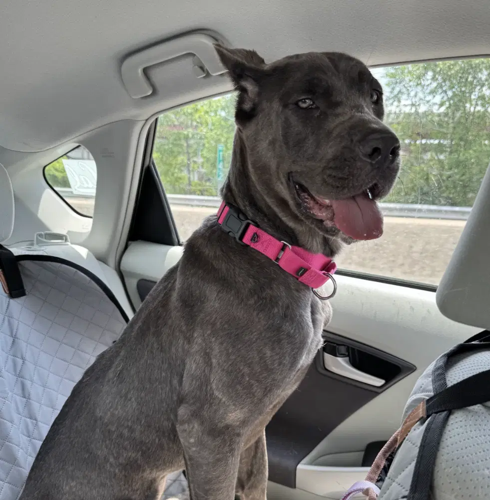 Cora - Cane Corso Mastiff
