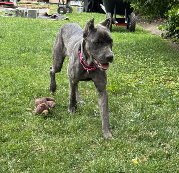 Cora