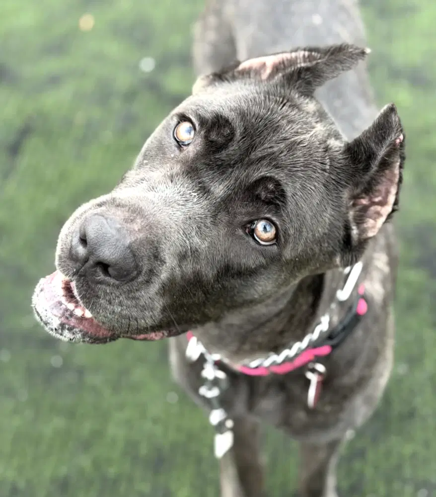 Cora - Cane Corso Mastiff