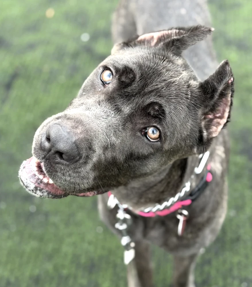 Cora