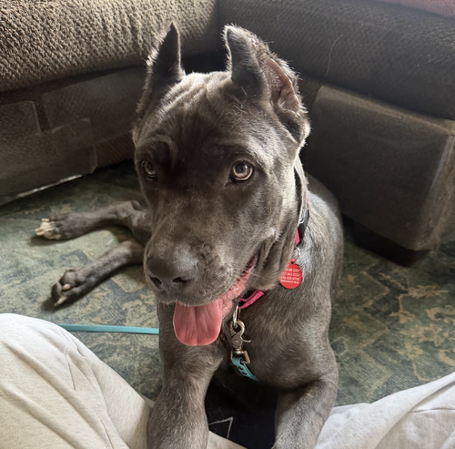 Photo 3 of Cora