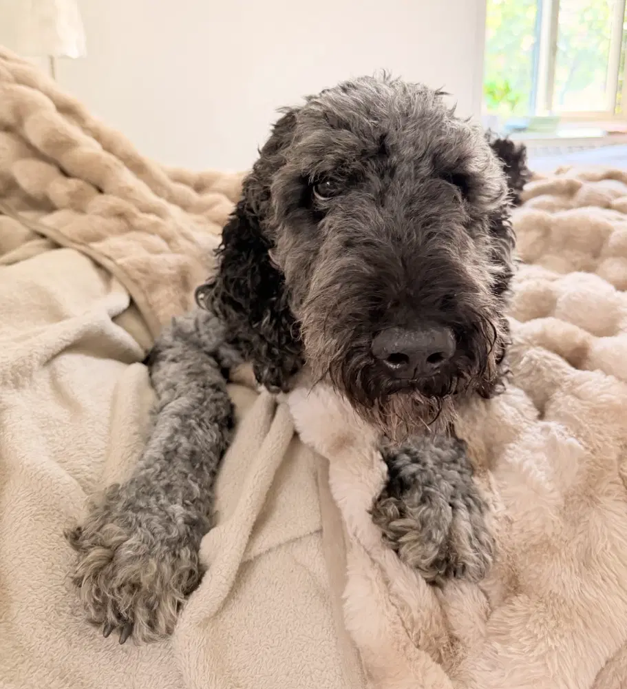 Reese - Poodle (Standard)