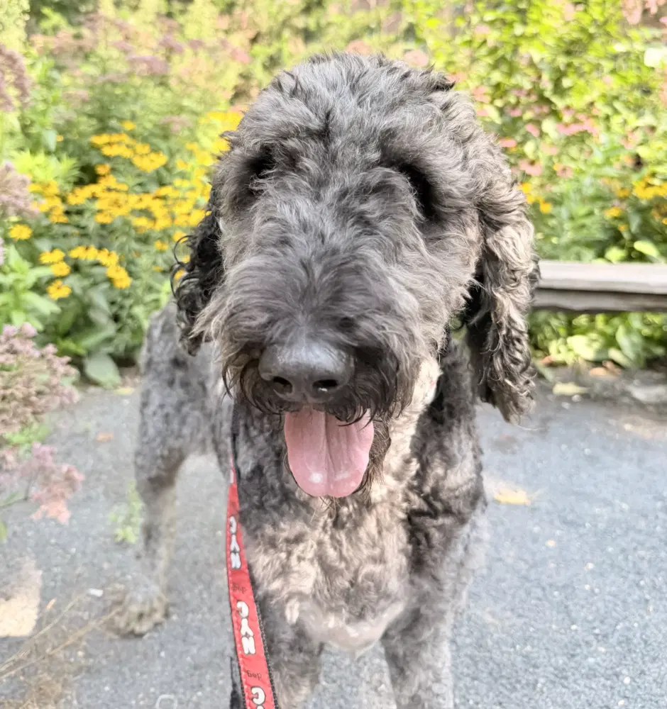Reese - Poodle (Standard)