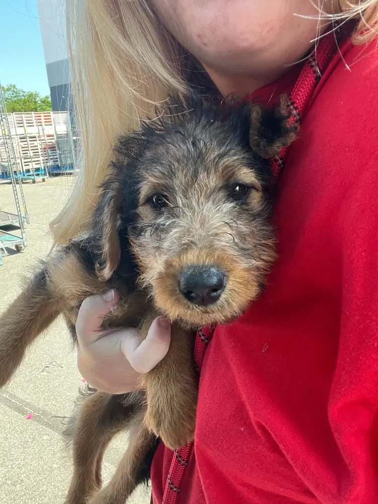Aryna - Airedale Terrier