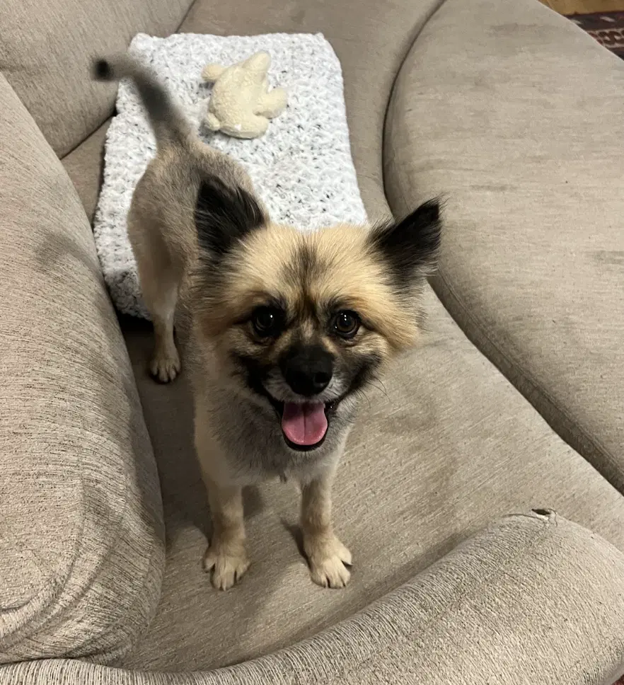 Jimothy - Pomeranian