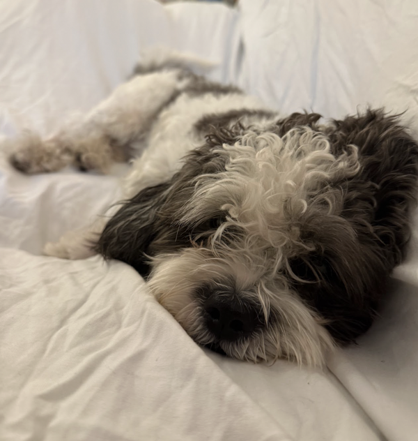 Toby