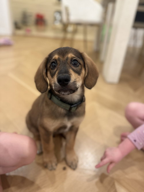 picture of the dog needing adoption