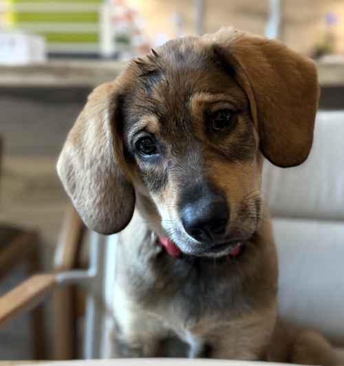 Erling, a dog for adoption from Rescue City