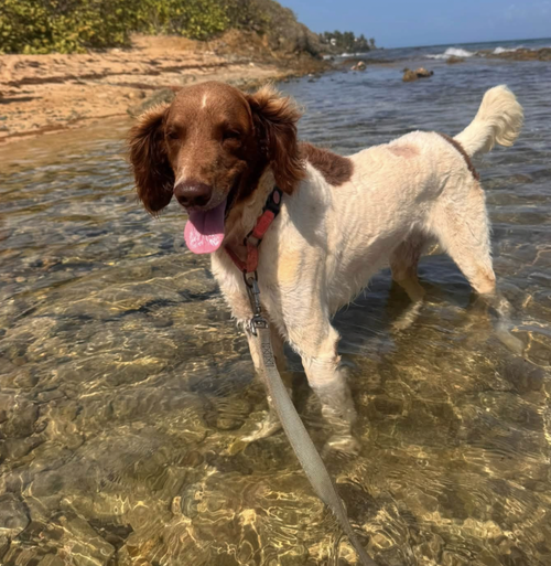 Attie, a dog for adoption from Rescue City