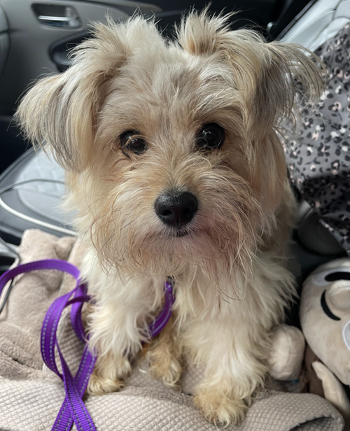 Leona, a dog for adoption from Rescue City