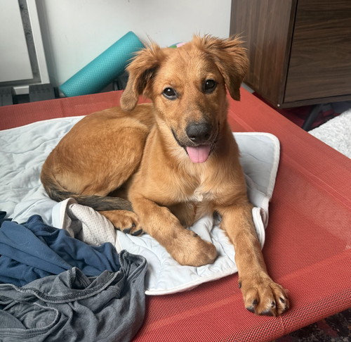 Samantha, a dog for adoption from Rescue City