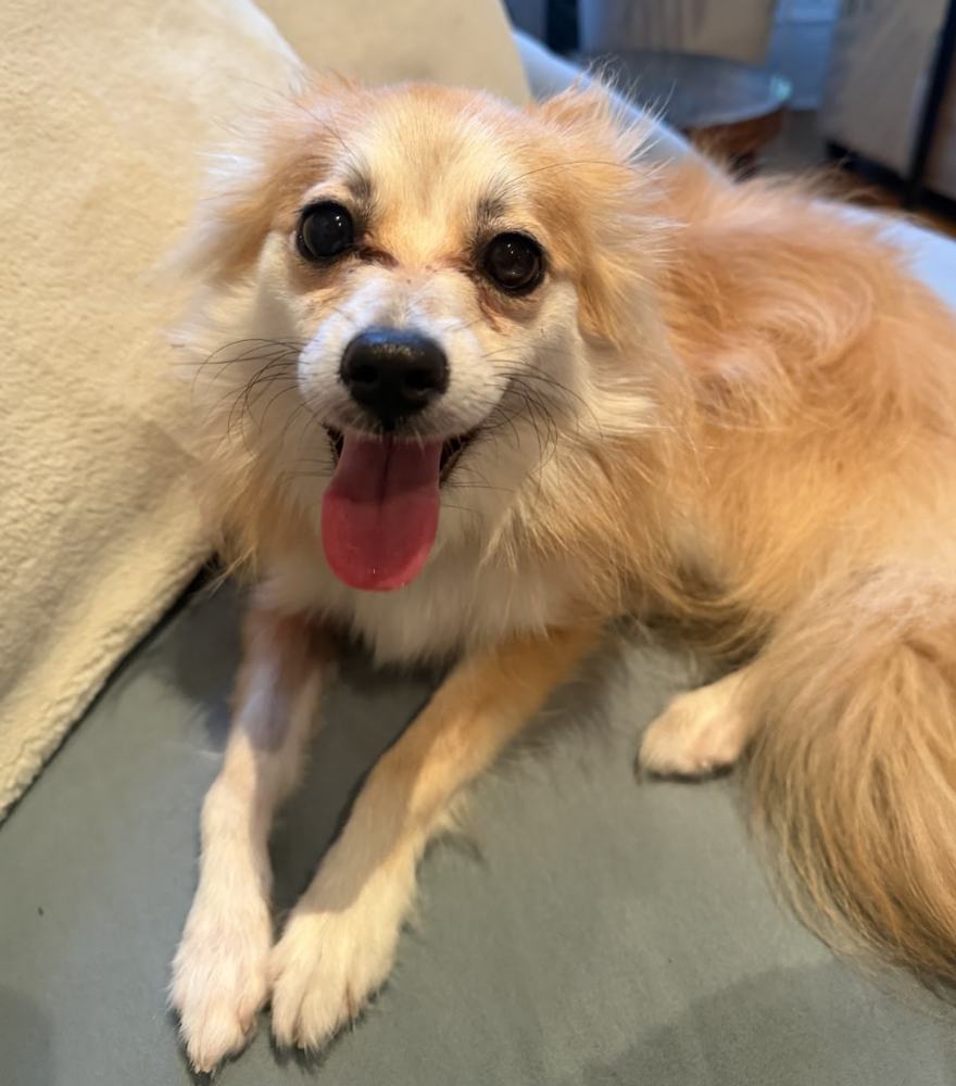 Fiona, Pomeranian