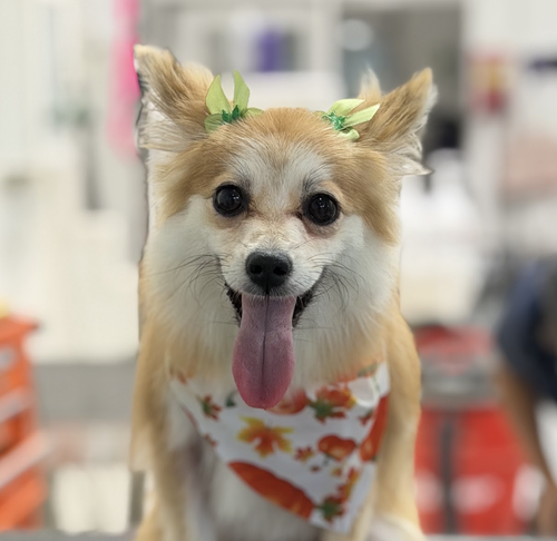 Fiona, a dog for adoption from Rescue City